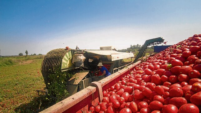 Tomates más verdes: El ahorro de agua y la reducción de fertilizantes, son claves