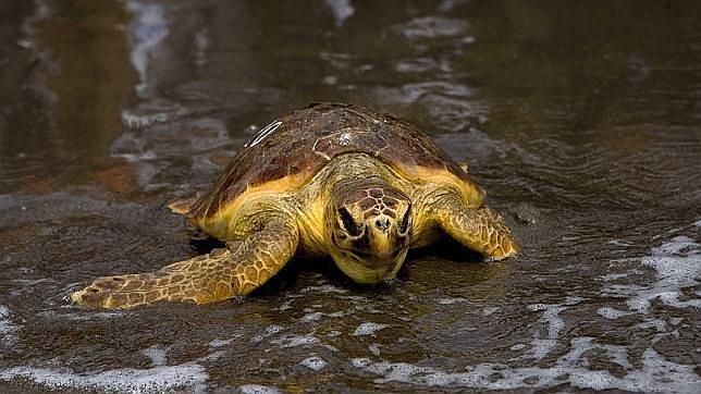 Las tortugas bobas sufren descompresión