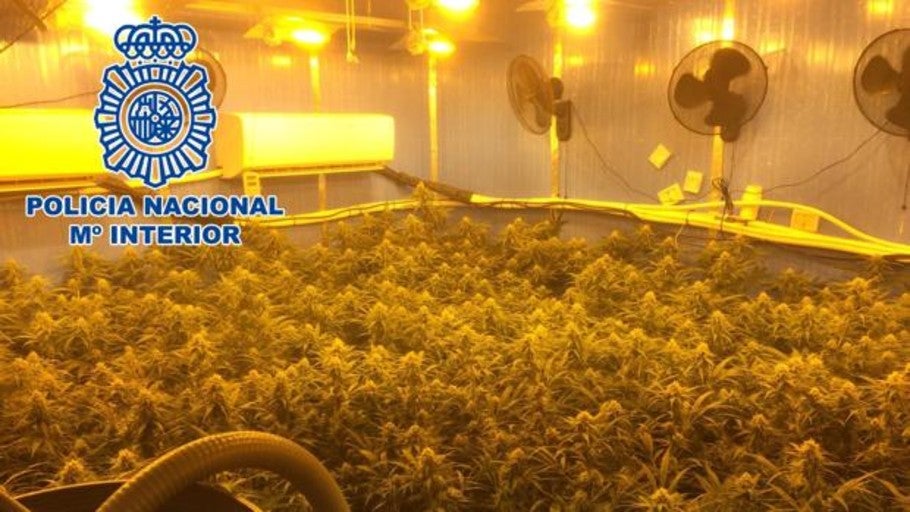 Detenido un individuo y desmantelada una plantación indoor de