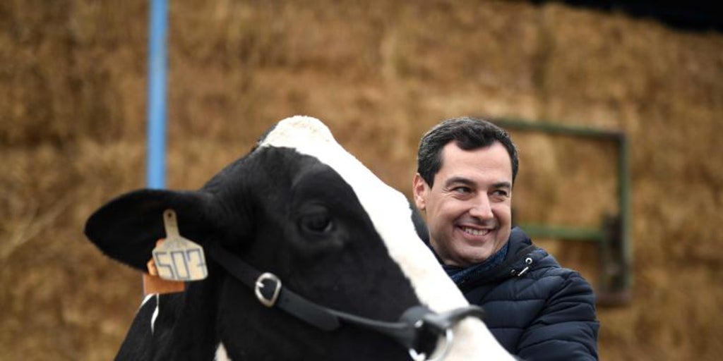 La Indecisi N De La Vaca A La Que Juanma Moreno Le Pidi El Voto