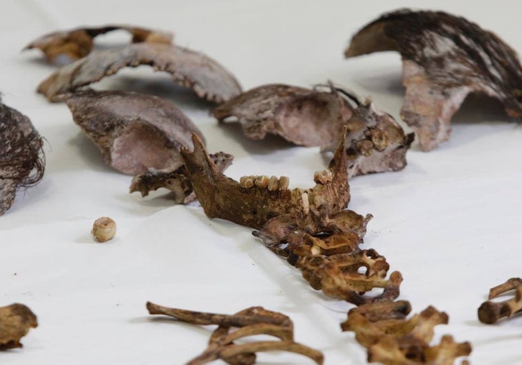 Parte de los restos óseos del cadáver de la niña hallado en el Alcázar en abril de 2021