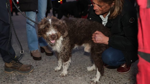 Uno de los perros que han viajado a Turquía