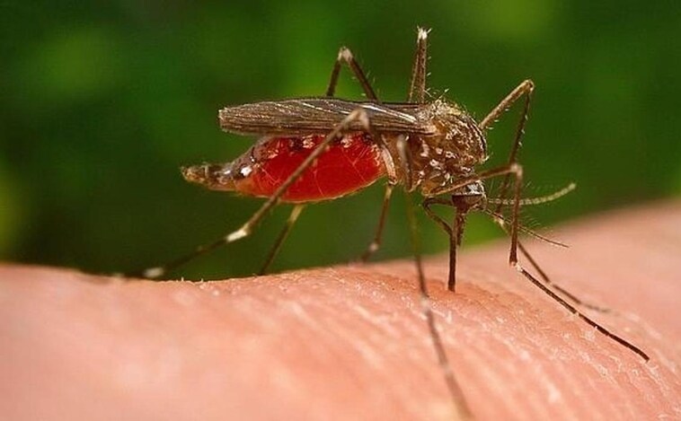 La atracción humana es inquebrantable para los moquitos