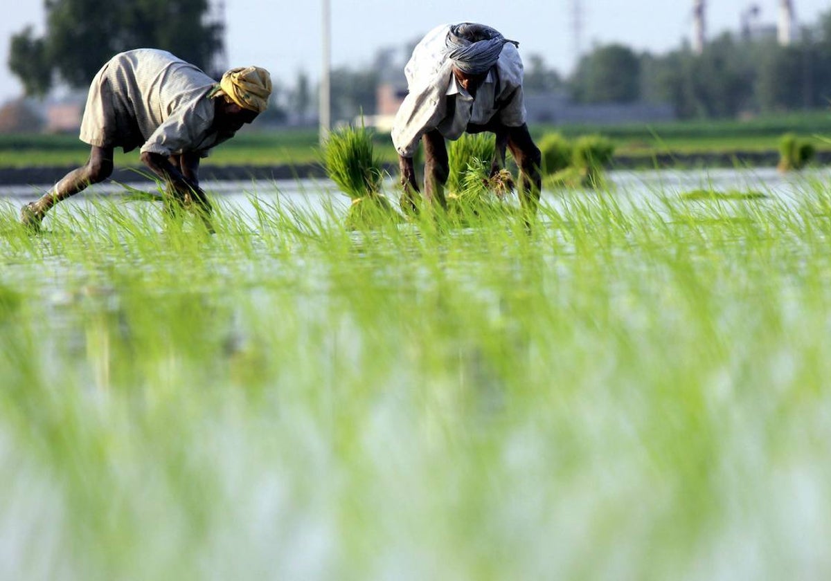 El Arroz Alcanza Su Precio Mundial M S Alto En A Os Seg N La Fao