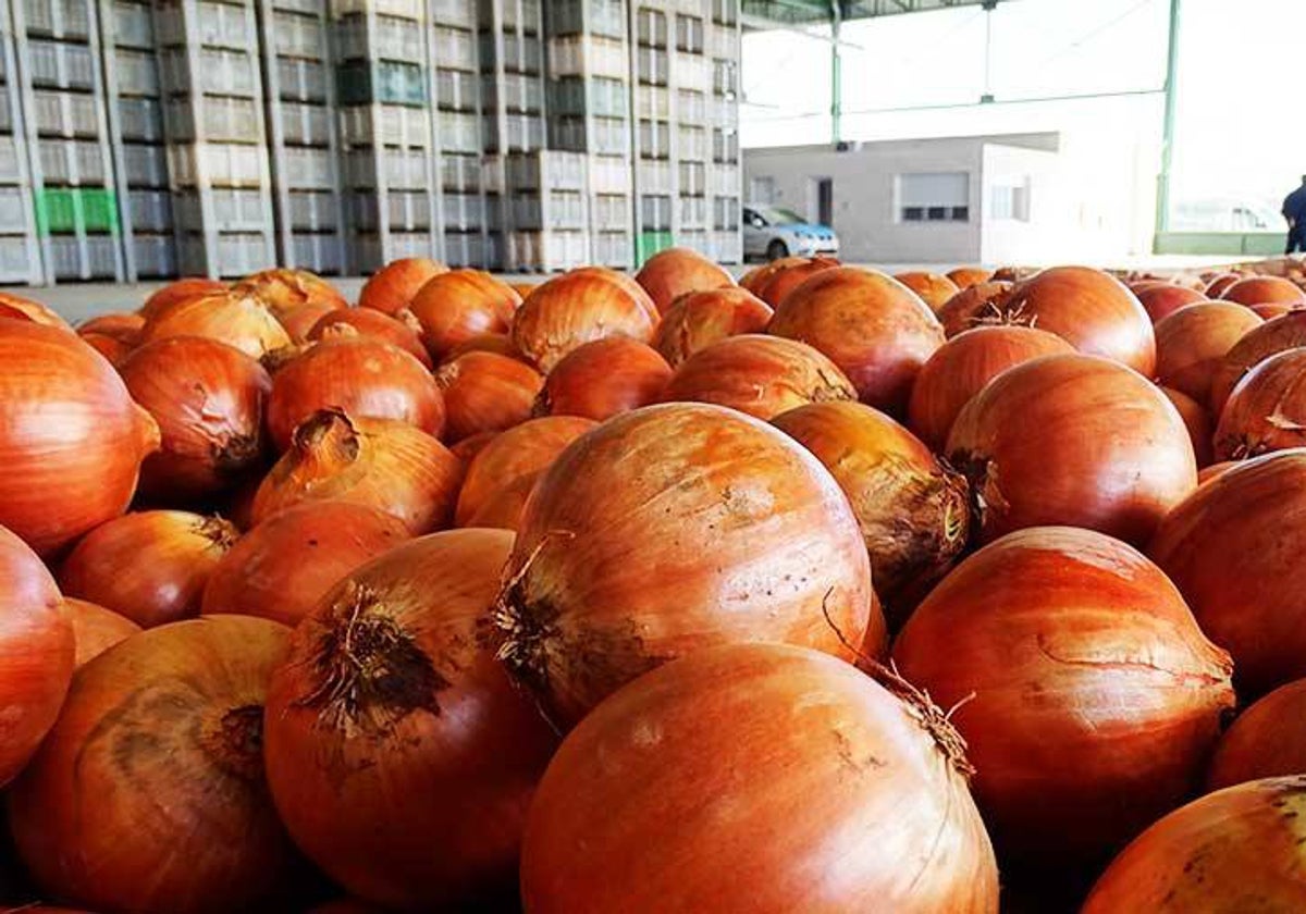 La Producci N De Cebolla En Castilla La Mancha Sube Un Con Respecto