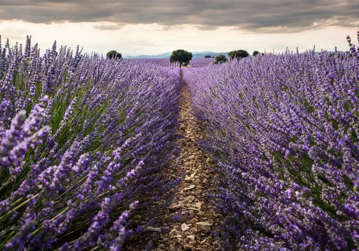 Europa Saca A La Lavanda Y A Los Aceites Esenciales De La Lista Negra