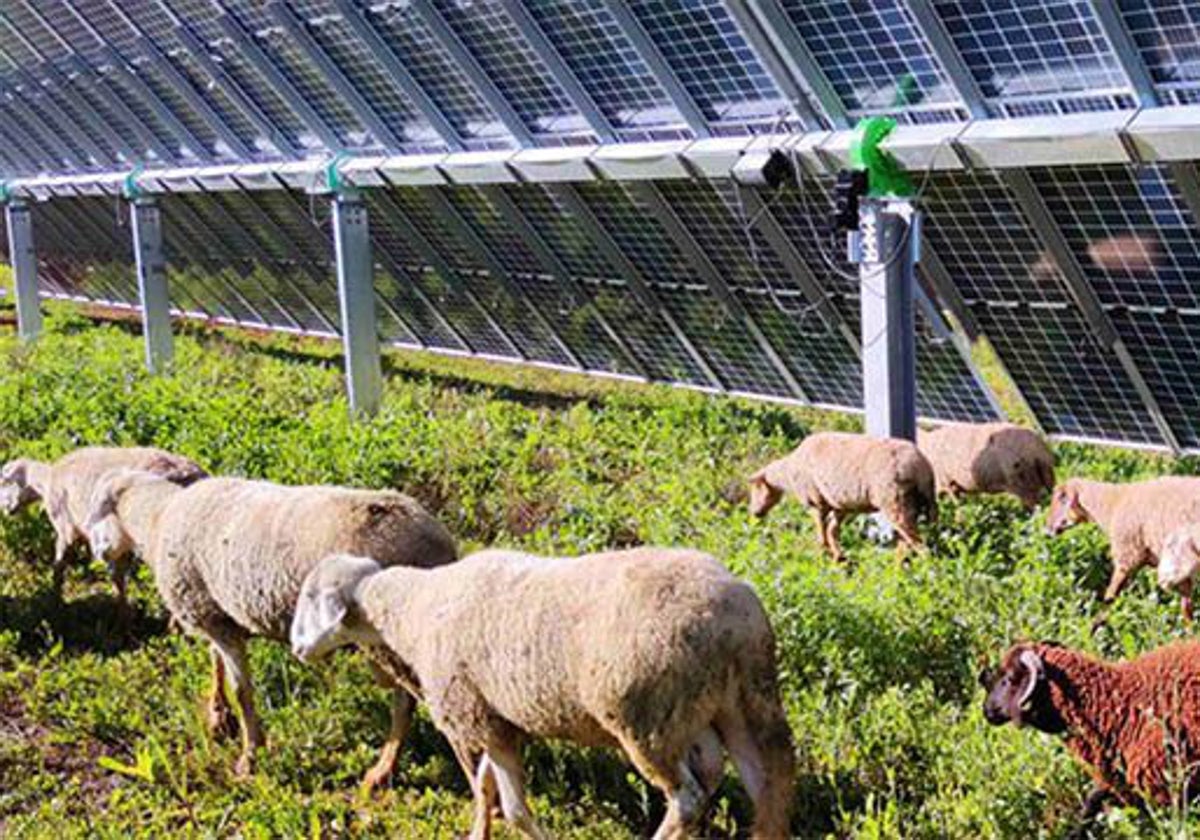 Endesa Inicia La Construcci N De Tres Plantas Solares En Carmona Que Da