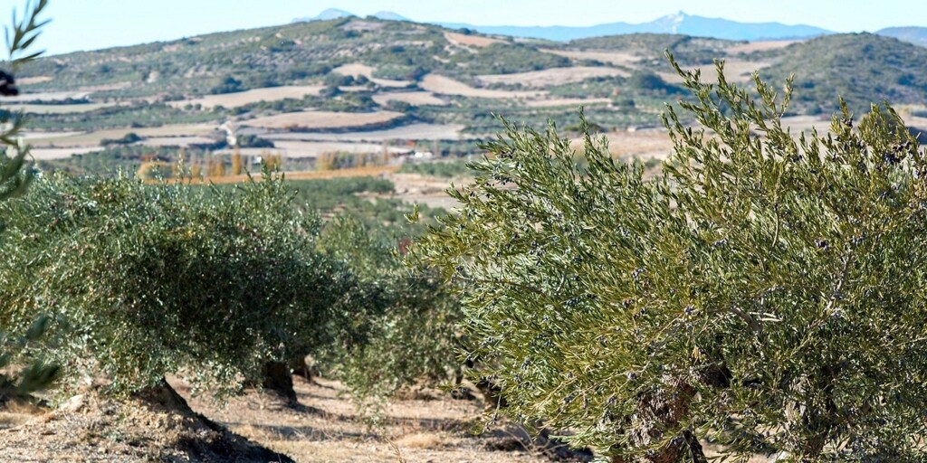 Andaluc A Lidera Las Exportaciones Agroalimentarias En Espa A Con