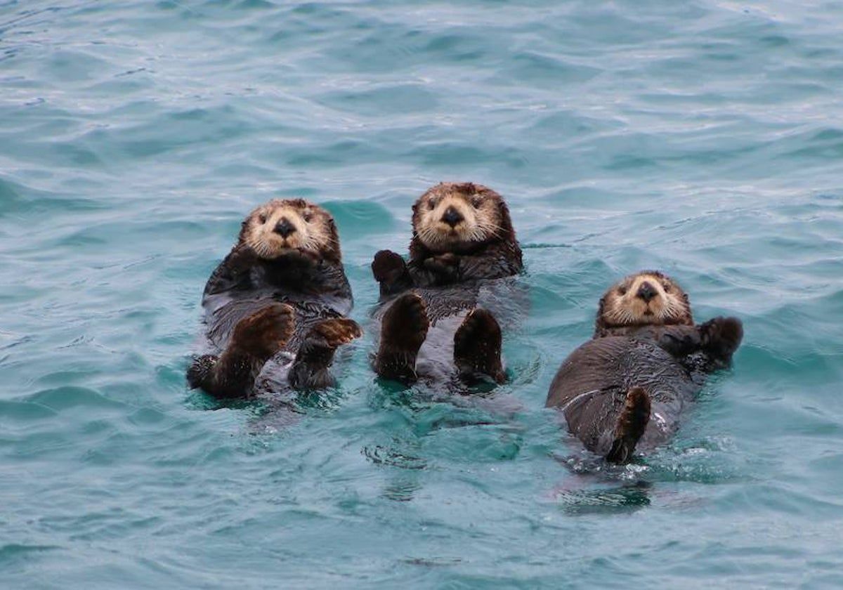 Muerde Ara A Y Roba Tablas De Surf Una Nutria Marina Agresiva Causa