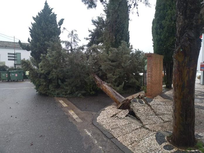 Filomena arranca de cuajo un árbol de una calle de Cañaveral de León