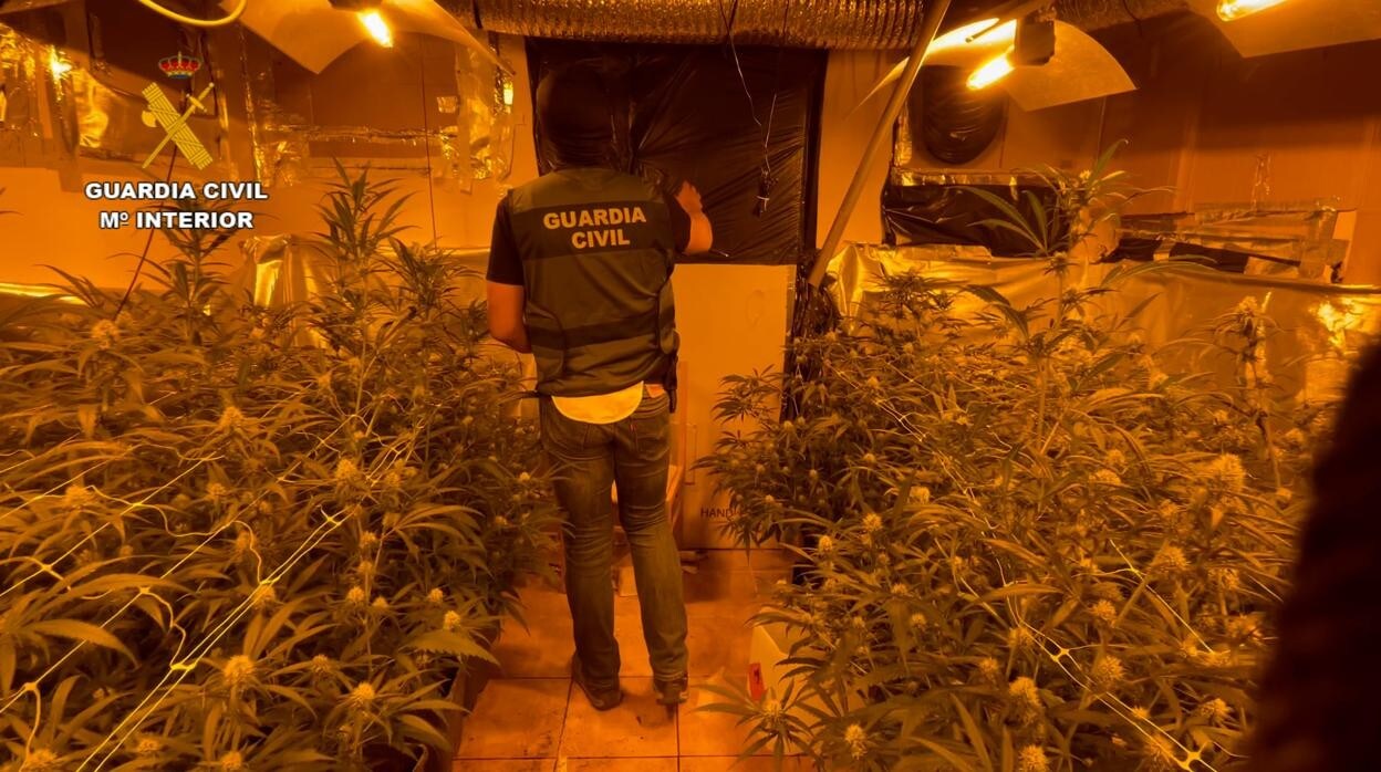 Desmantelada Una Plantaci N De Marihuana Con Plantas Y Un Detenido