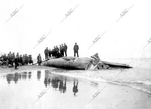 Enorme cetáceo muerto por una mina y arrojado por el mar A la playa De (Egmond...