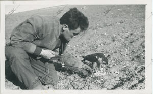 El halconero Félix Rodríguez de la Fuente preparando a uno de sus pájaros para...