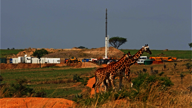 La amenaza de la «extinción silenciosa» de la jirafa en África