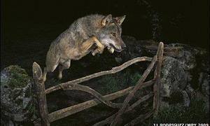 El salto del lobo ibérico, la mejor fotografía de naturaleza del año