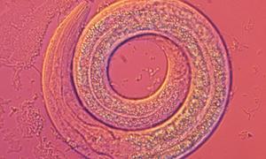 El sexo, mejor en pareja