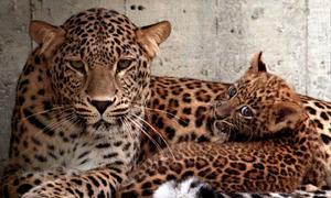 Un «arca de Noé» moderna guardará el genoma de 10.000 especies