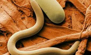 Convierten a un gusano hembra en hermafrodita alterando dos únicos genes