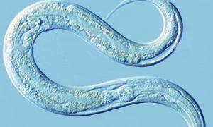 El Atlantis transporta un millón de gusanos para experimentos científicos