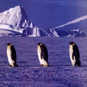 La Antártida «escapa» del cambio climático gracias al agujero en la capa de ozono