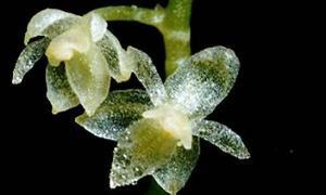 Descubren la orquídea más pequeña del mundo