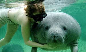 Resuelven el enigma de los manatíes