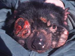 La causa del cáncer facial del demonio de Tasmania deja de ser un misterio