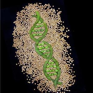 El genoma de la soja puede revolucionar los cultivos y el biodiésel