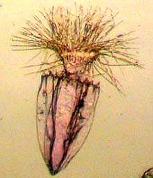 Descubren los primeros animales capaces de vivir sin oxígeno