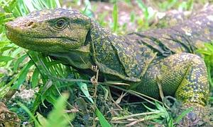 Una nueva especie de lagarto gigante con doble pene, hallada en Filipinas