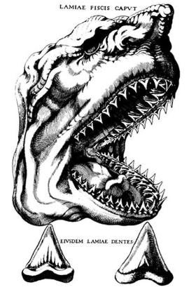 Hallan una «guardería» de tiburones gigantes de 10 millones de años