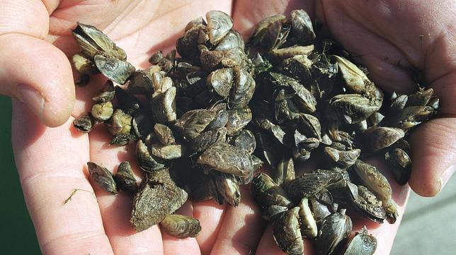 Entre las «biobalas» y una nueva toxina «Made in USA»