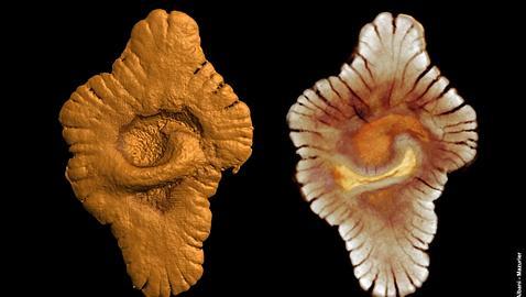 Hallan raras formas de vida compleja de hace más de 2.000 millones de años