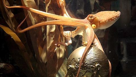 Medvédev y Merkel se meriendan a un congénere de Paul