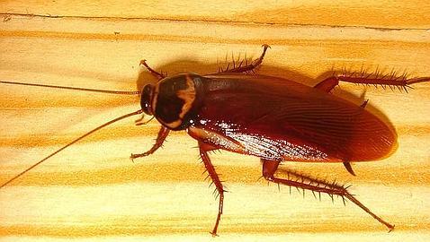 Los futuros antibióticos podrían estar en las cucarachas