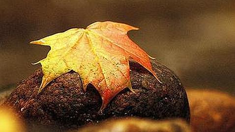 Un otoño más cálido