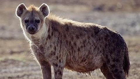 ¿Por qué ya no hay hienas?
