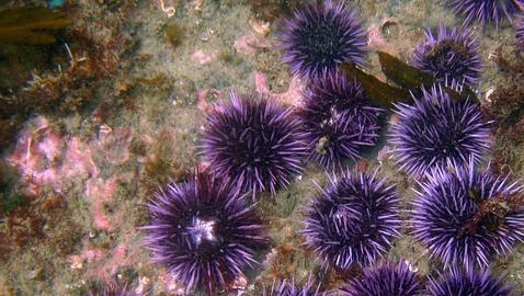 Los erizos de mar toleran la acidificación que propicia el cambio climático