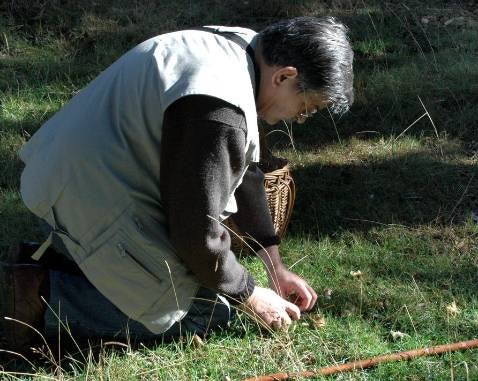Muere un hombre en Ciudad Real tras comer setas venenosas