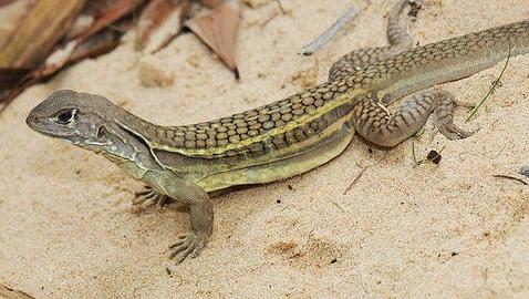 Descubren un lagarto capaz de clonarse a sí mismo