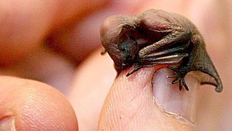 Descubren un raro murciélago que se alimenta de peces