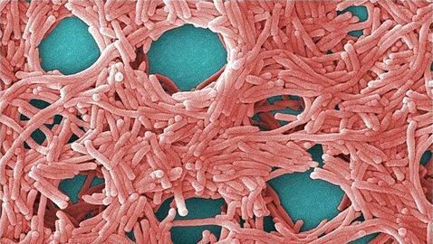 Científicos chinos logran almacenar 90 GB en una bacteria