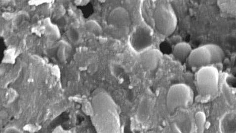 Hallan en Cantabria una antiquísima forma de vida única en el mundo