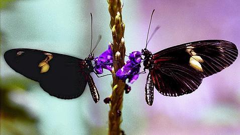 ¿Mariposas o crecimiento económico?