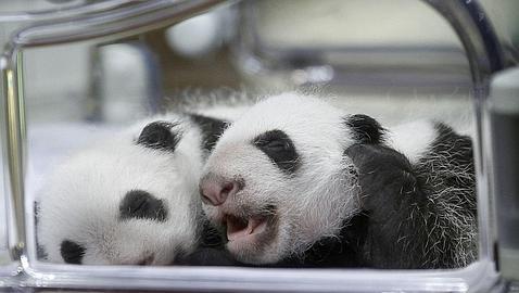 Las crías de panda del zoo de Madrid abandonan la incubadora
