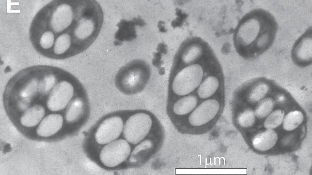 Las criaturas más extraordinarias de la Tierra