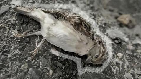 «Hoy es el gorrión, mañana puedes ser tú»