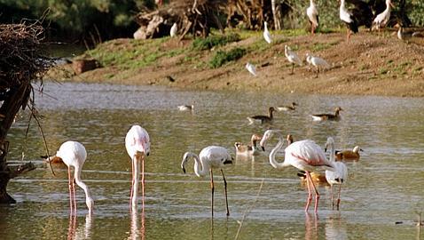 Doñana ha perdido el 80% del aporte natural de agua en 60 años