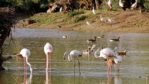 El dragado del Guadalquivir y la conservación de Doñana son incompatibles