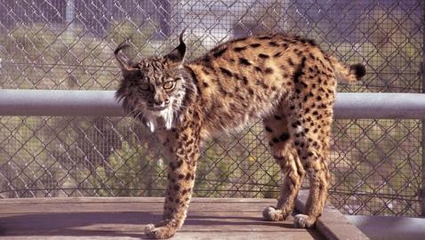 Doñana contará con cuatro pasos para reducir los atropellos de linces